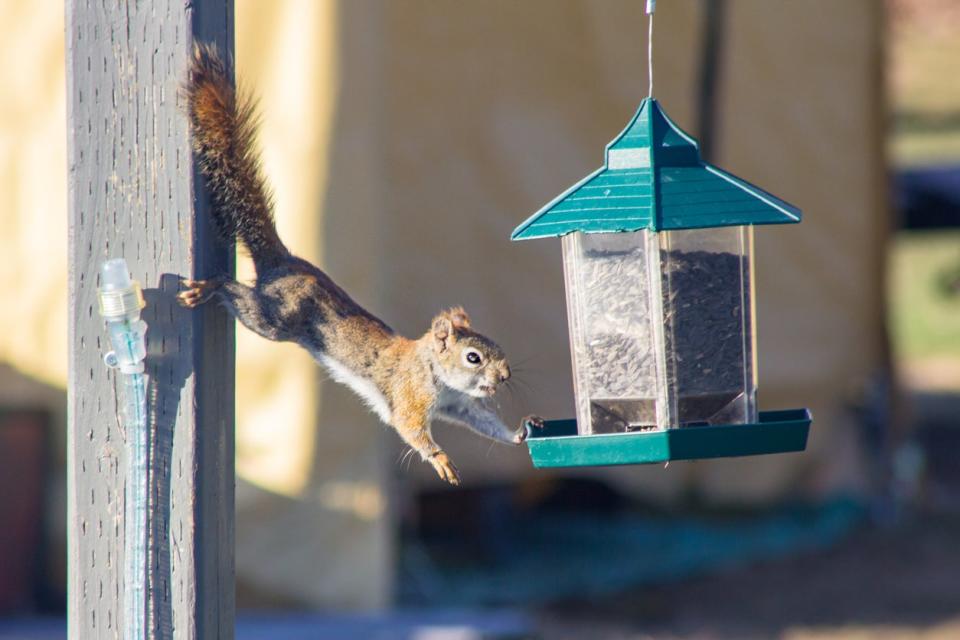 Squirrels attempts to reach a green bird feeder. 