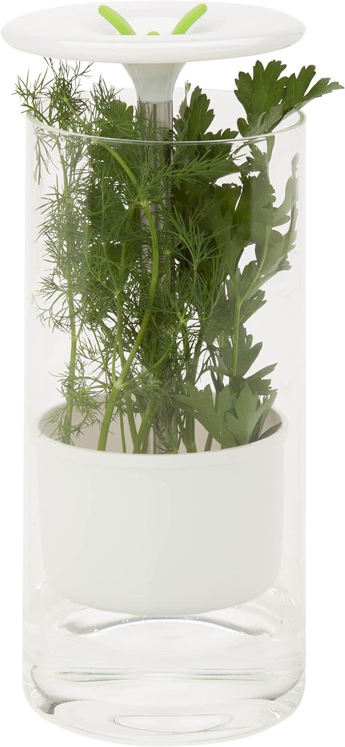 Honey Can Do Herb Keeper for Keeping Herbs Fresh