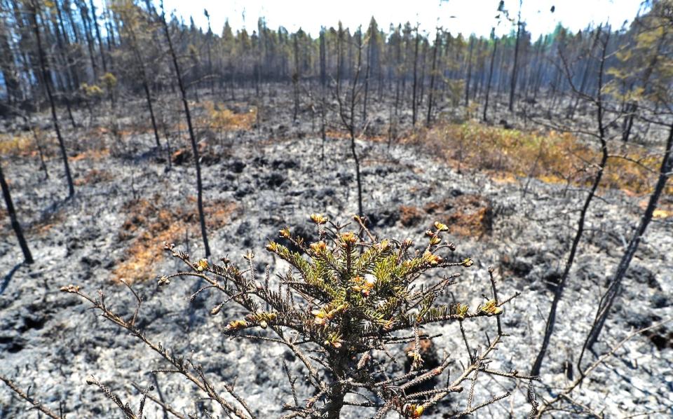 A few buds on this tree were spared from a forest fire ravaged parts of Shelburne County, Nova Scotia June 2023.