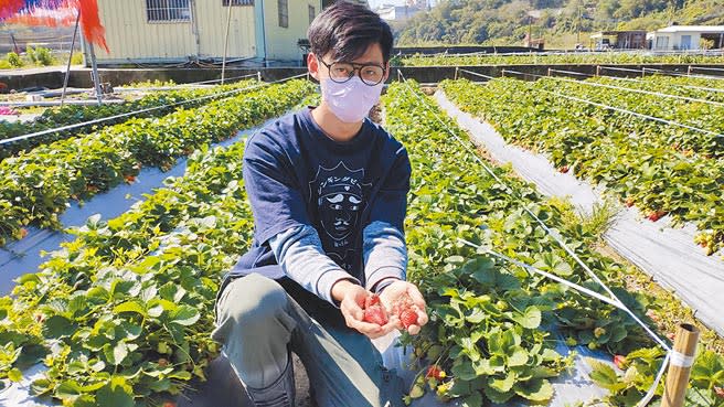 草莓青農林康鵬指出，這次寒害加上豪雨，導致草莓園損失5、6成以上，粗估損失數十萬元。（李京昇攝）