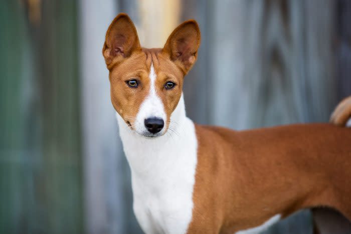 Beautiful Basenji portrait outdoors against a wooden backdrop.