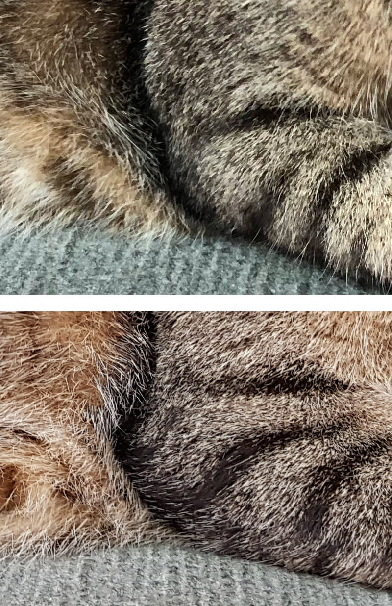 100% crop of a cat, iPhone 8 Plus (top) and Note8 (bottom). Even though the Note8 is shooting at ISO 200 and the iPhone 8 Plus at ISO 64, there’s far more detail in the Note8’s shot.