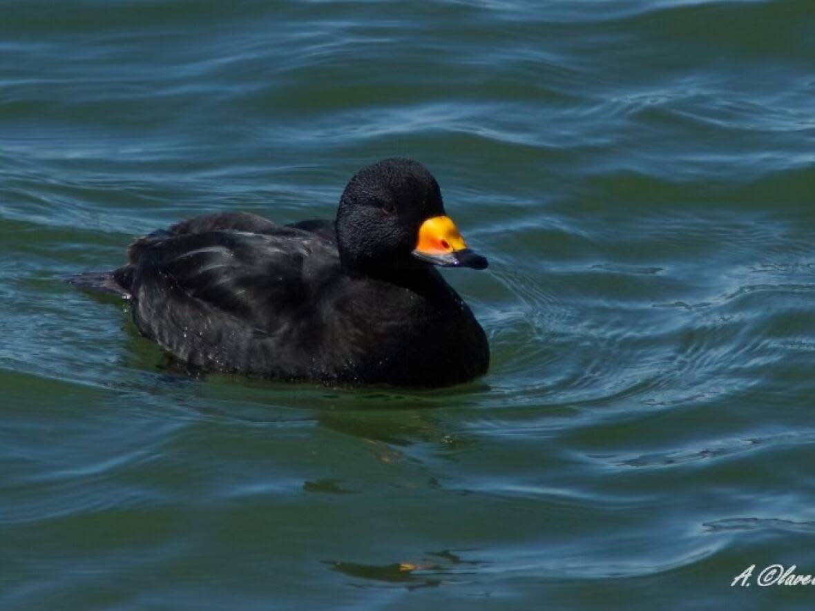 Black scoters have been designated as near threatened since 2018, meaning the species could enter a category such as endangered or vulnerable in the future.  (Alain Clavette - image credit)