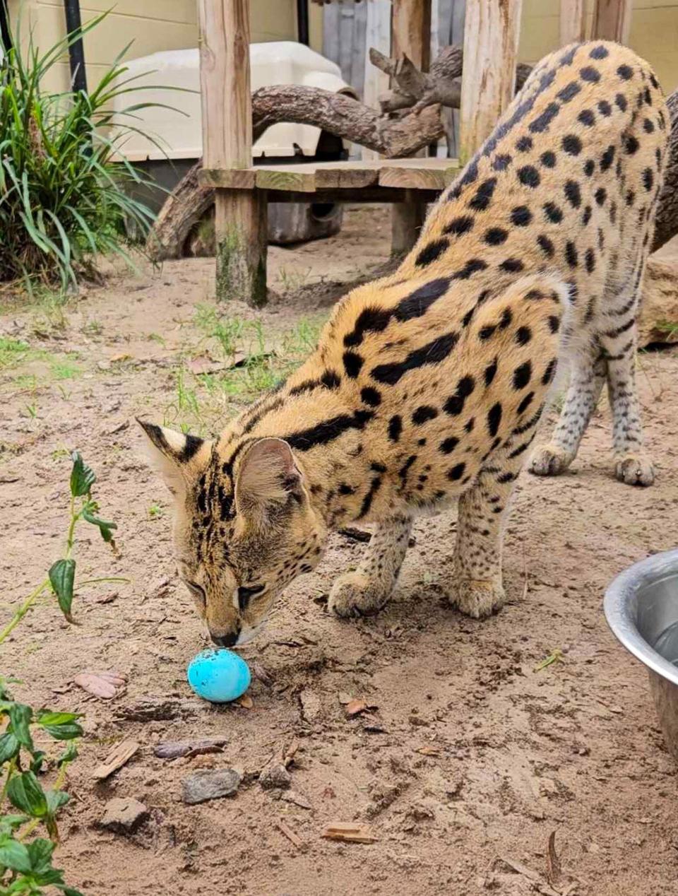 Happy Easter from the Central Florida Zoo