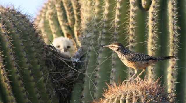 real phoenix bird sightings