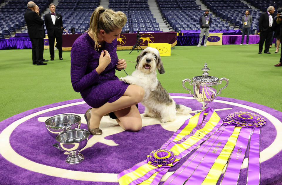 147th Annual Westminster Kennel Club Dog Show Presented by Purina Pro Plan (Cindy Ord / Courtesy Westminster Kennel Club)