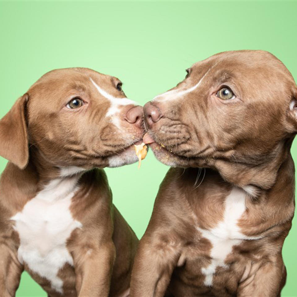 The rescue puppies featured in photographer Greg Murray's book 