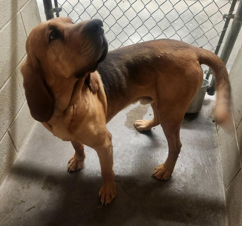 A male mixed, Bassett hound dog that was found on April3 and is up for adoption at the Alamogordo Animal Services for $40 throughout the entire month of April.