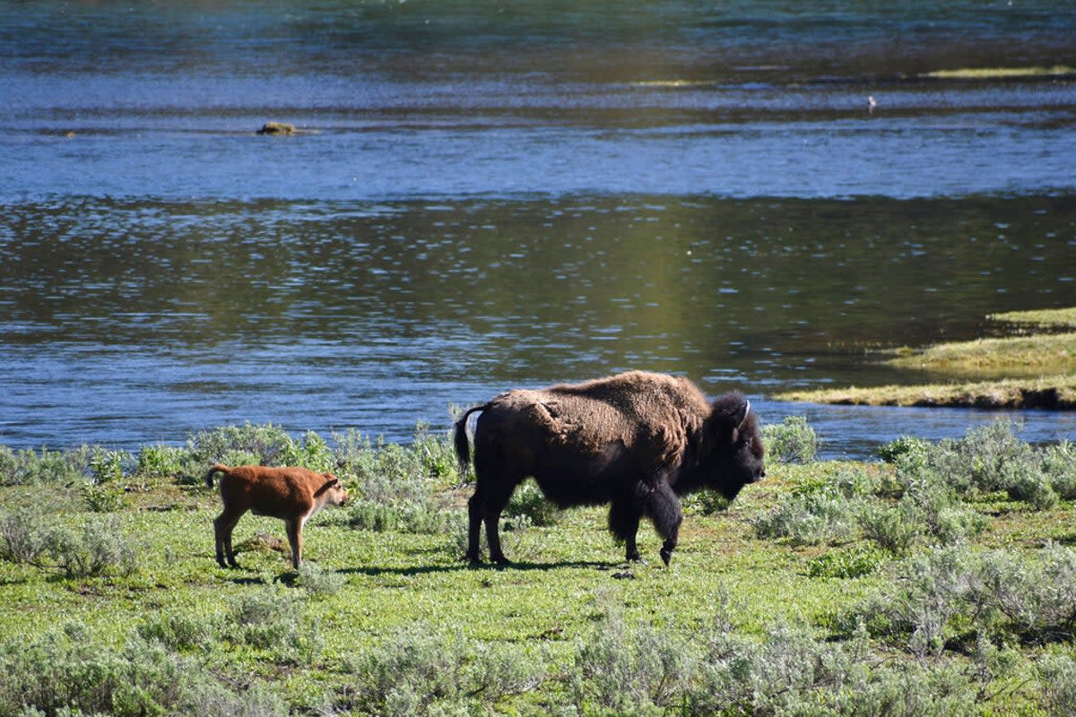 A female bison and calf are seen near the Yellowstone River in Wyoming's Hayden Valley, on Wednesday, June 22, 2022, in Yellowstone National Park. (AP)