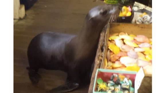 sealshopping