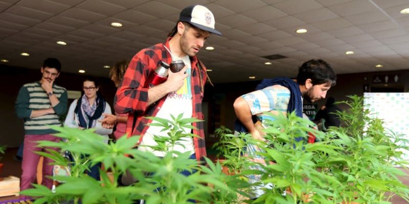 People observe marijuana plants while visiting the
