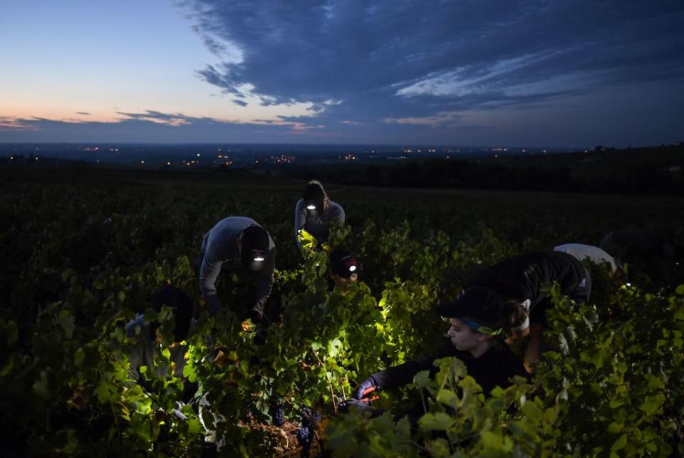 FRANCE-AGRICULTURE-GASTRONOMY-HARVEST-NIGHT-WINE-BEAUJOLAIS