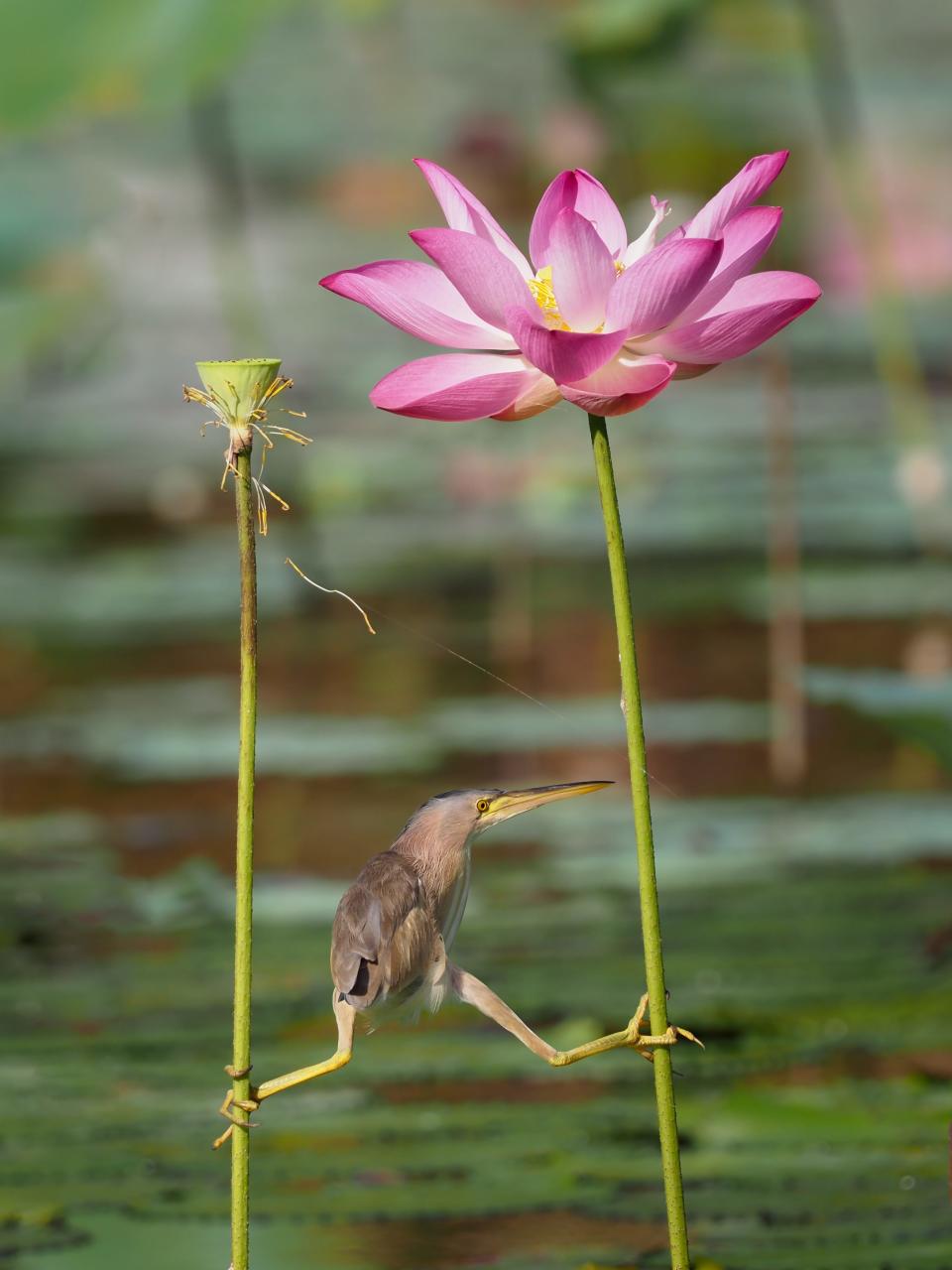 bittern yoga on flower, comedy wildlife photography awards 2021