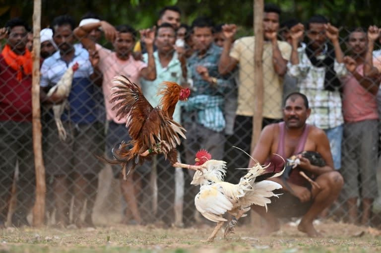 Un combat de coqs lors d'une foire locale à Katekalyan, dans l'état de Chhattisgarh, le 16 avril 2024 en Inde (Idrees MOHAMMED)