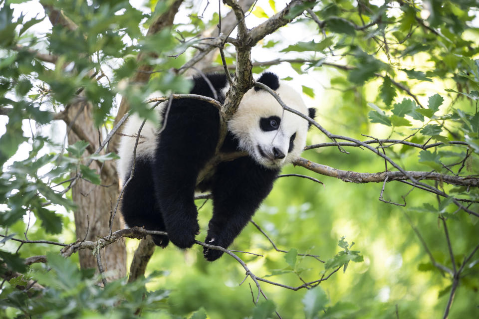 WASHINGTON, DC – MAY 19: 9-month-old male giant panda cub Xiao Qi Ji climbs in a tree at the Smithsonian National Zoon on May 19, 2021 in Washington, DC. The Smithsonian National Zoo will reopen to the public starting on Friday, May 21st after being closed since November 2020 to help prevent the spread of COVID-19. (Photo by Drew Angerer/Getty Images)