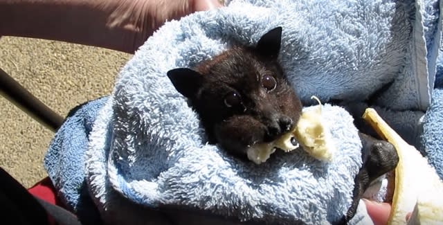 Bat bites off more banana than it can chew