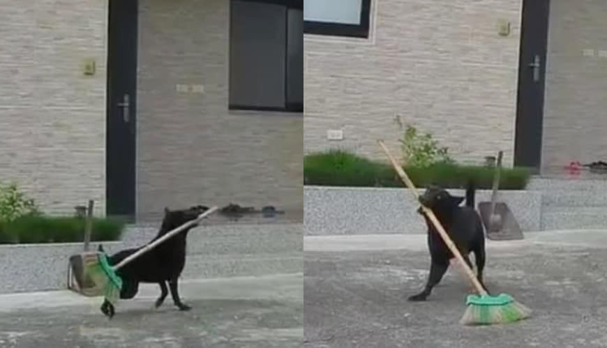 有網友分享自家愛犬叼著掃把掃地的模樣，圖取自有點毛毛的Facebook。