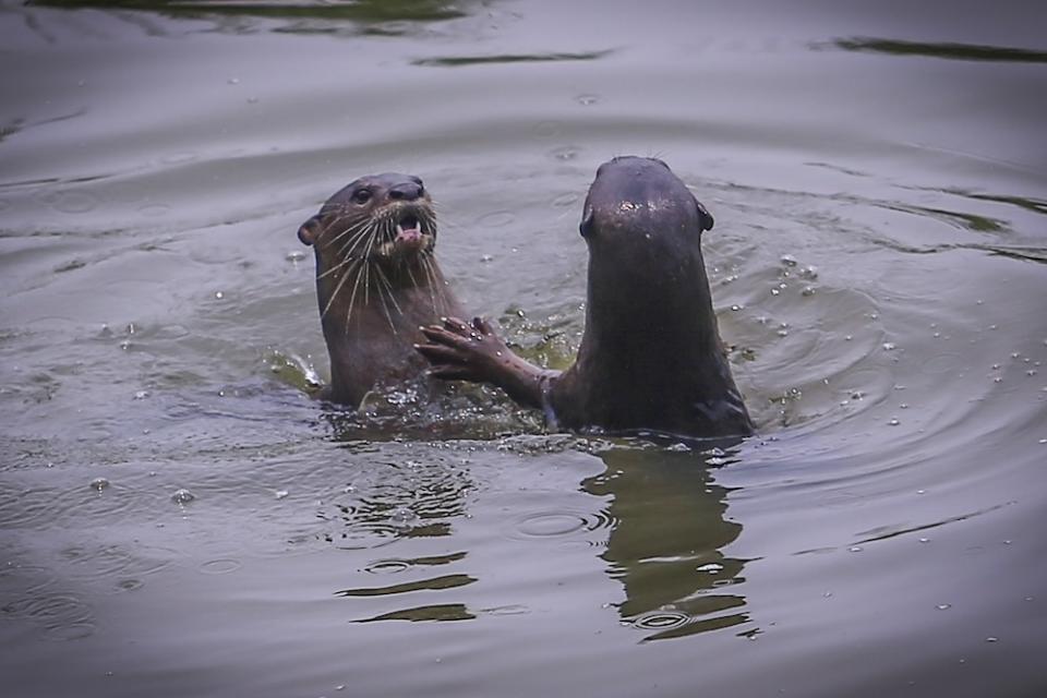 A pair of otters frolic in a lake at Taman Tasik Metropolitan Kepong. — Picture by Hari Anggara