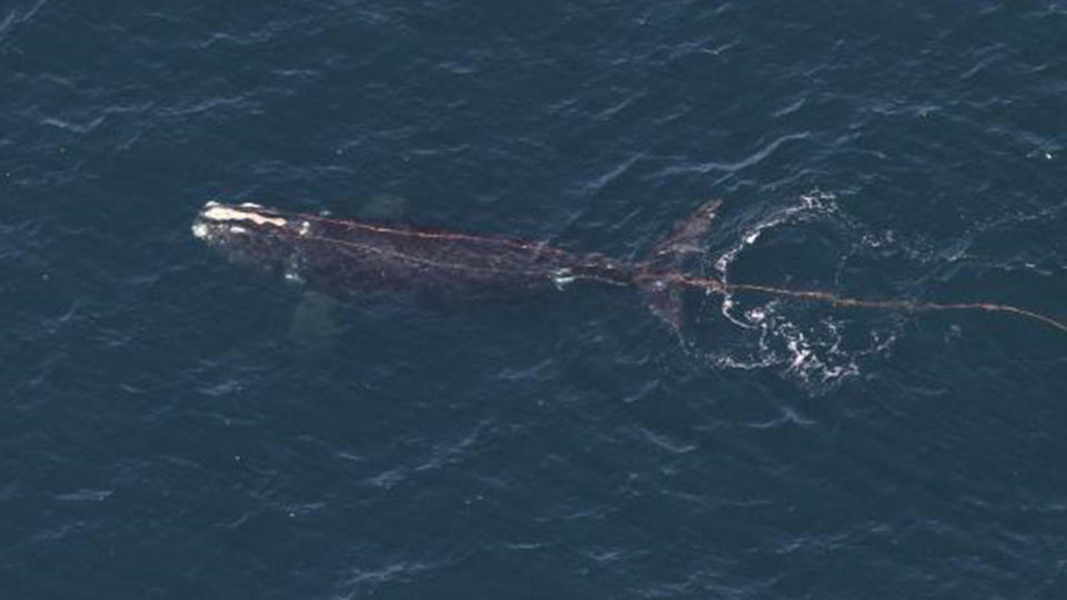 The entangled whale seen off Block Island. / Credit: NOAA Fisheries. Taken under NOAA permit #24359