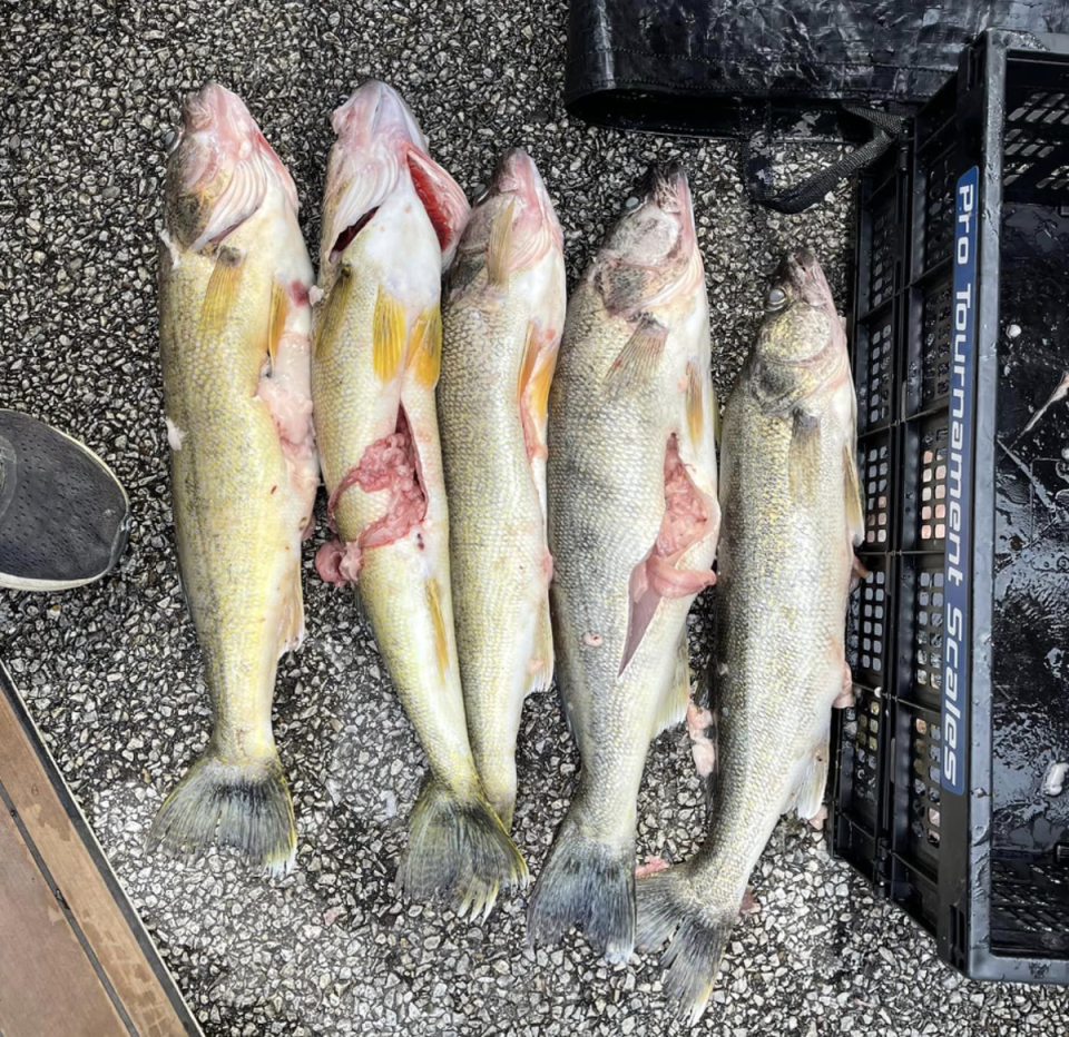  (Lake Erie Walleye Trial)