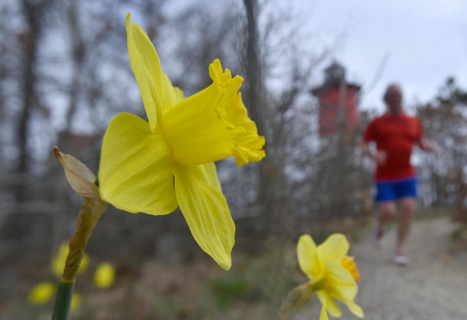 A clump of daffodils color the trail for a morning runner heading from Nauset Light in the background to the Three Sisters Lighthouses  further down the walkway in North Eastham.