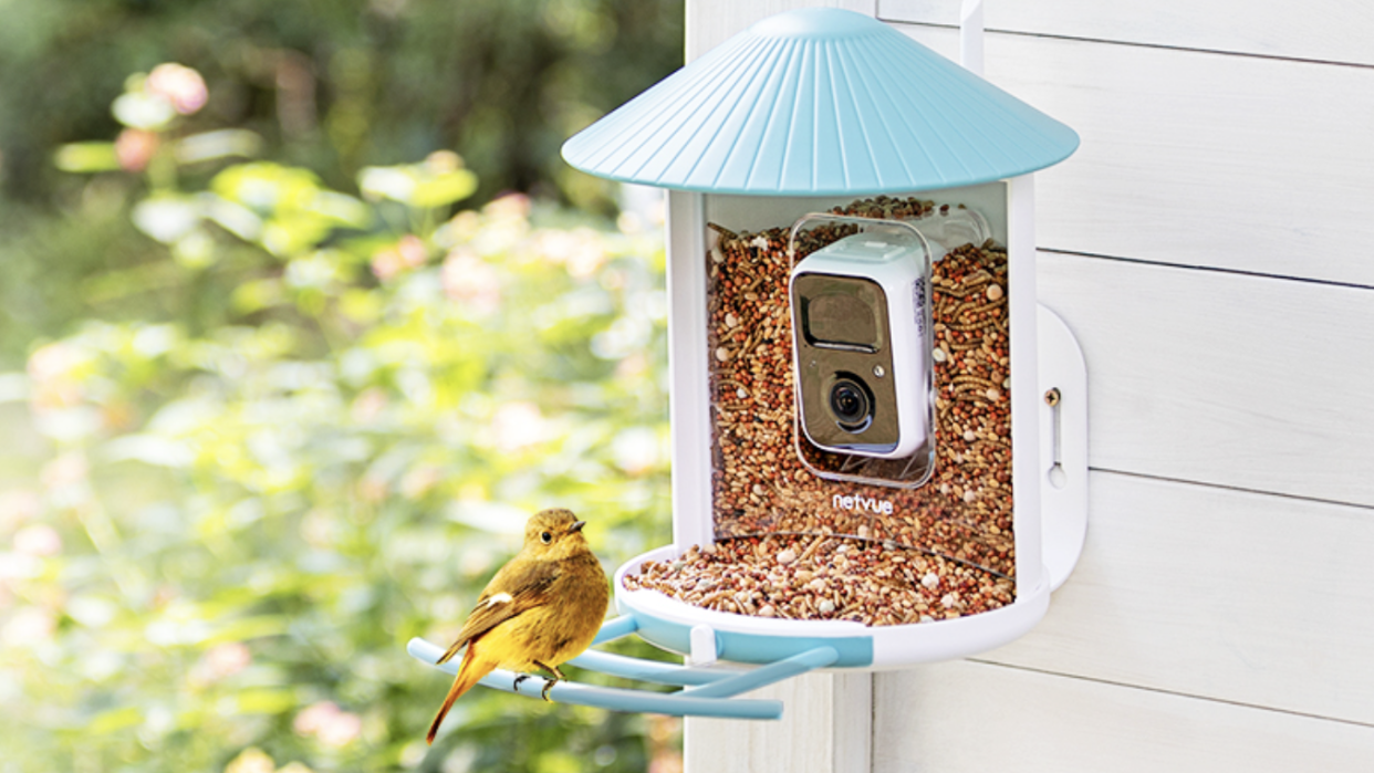 bird at smart bird feeder