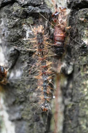 A spongy moth in its caterpillar stage.