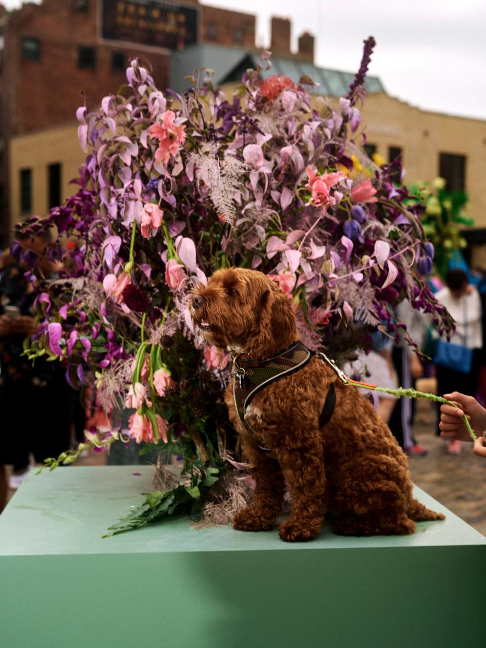 Every dog has his Instagram—this time, in front of “Flower Child,” a display by Popup Florist made of pincushions, parrot tulips, peonies, and carnations.