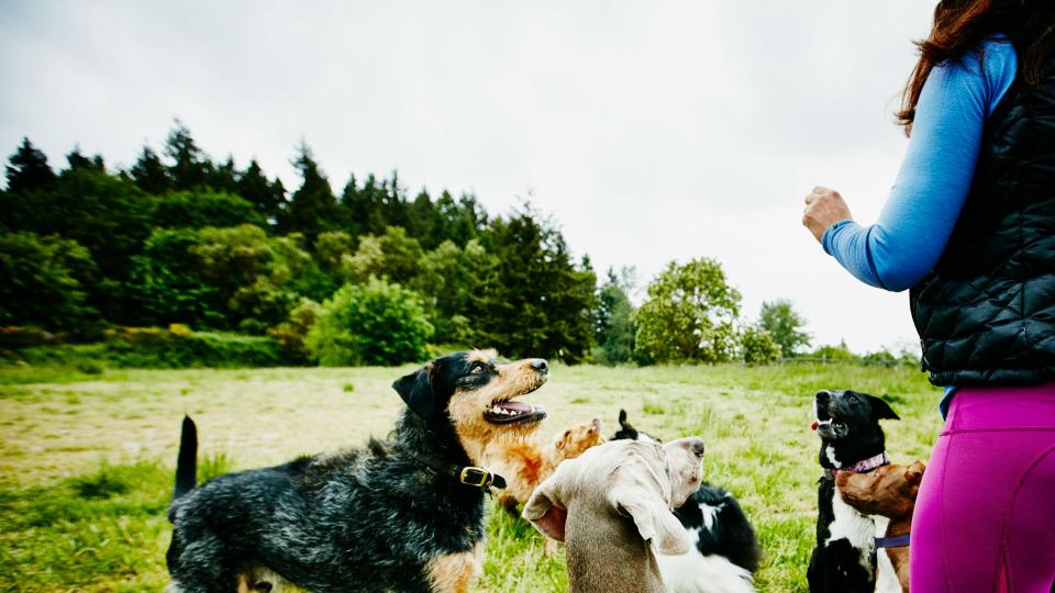 Woman playing with group of dogs