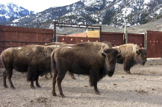 FILE - This March 9, 2016 file photo a group of Yellowstone National Park bison await shipment to slaughter inside a holding pen along the park's northern border near Gardiner, Mont. Montana Gov. Steve Bullock has blocked the impending slaughter of hundreds of Yellowstone National Park bison over disease concerns until a temporary home can be found for 40 animals wanted by an American Indian tribe. (AP Photo/Matthew Brown,File)