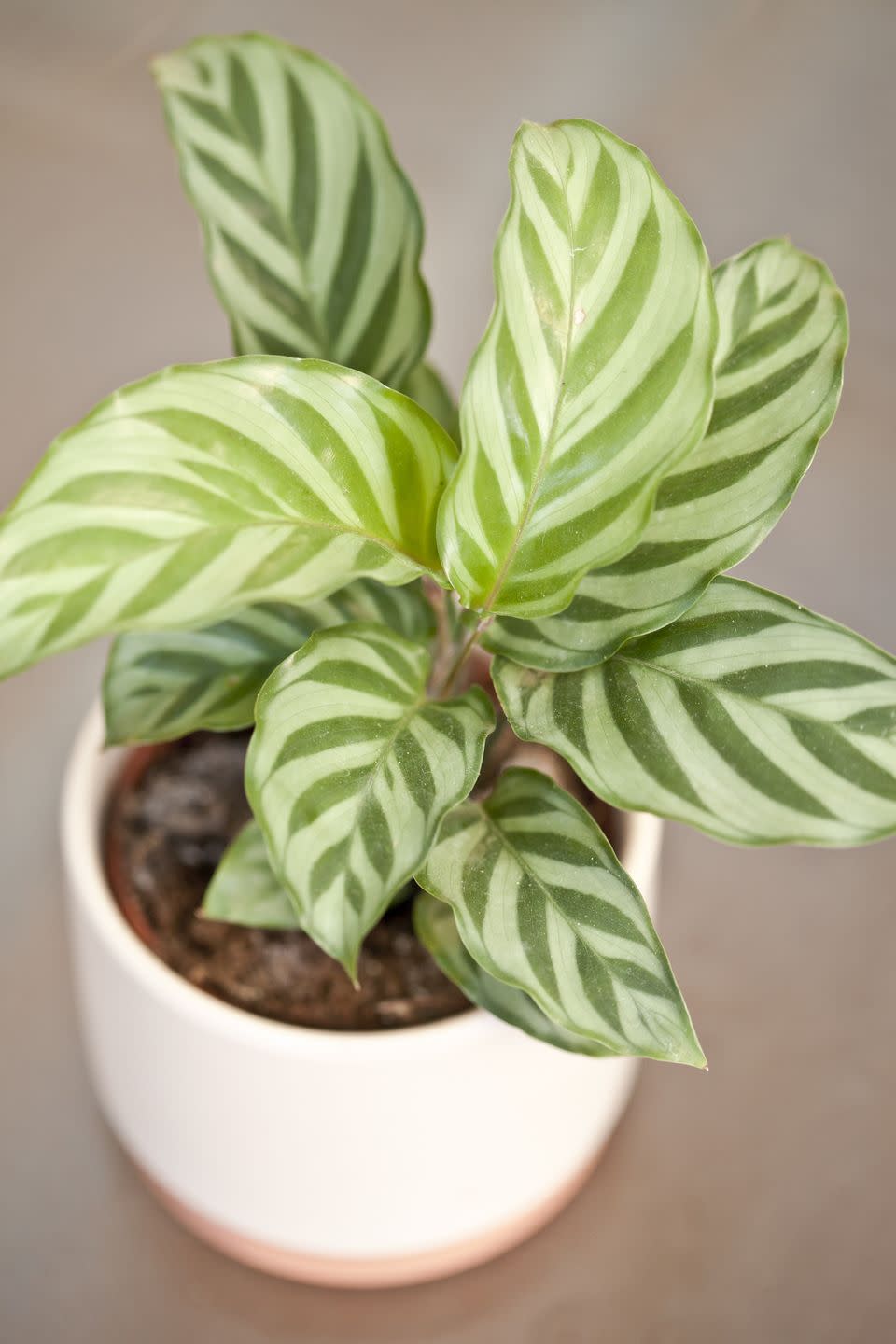 <p>The Calathea plant's reptile-like, two-tone leaves will add interest to any tabletop. What's more, this popular <a href="https://www.goodhousekeeping.com/home/gardening/g32306185/low-light-plants/" rel="nofollow noopener" target="_blank" data-ylk="slk:low-light plant;elm:context_link;itc:0;sec:content-canvas" class="link ">low-light plant</a> is also known to be pet-friendly. </p><p><a class="link " href="https://go.redirectingat.com?id=74968X1596630&url=https%3A%2F%2Fwww.homedepot.com%2Fp%2FPin-Stripe-Calathea-Plant-in-6-in-Grower-Pot-SrpCal006%2F312691042&sref=https%3A%2F%2Fwww.goodhousekeeping.com%2Fhome%2Fgardening%2Fg32490113%2Fbest-aesthetic-plants%2F" rel="nofollow noopener" target="_blank" data-ylk="slk:SHOP NOW;elm:context_link;itc:0;sec:content-canvas">SHOP NOW</a> </p>