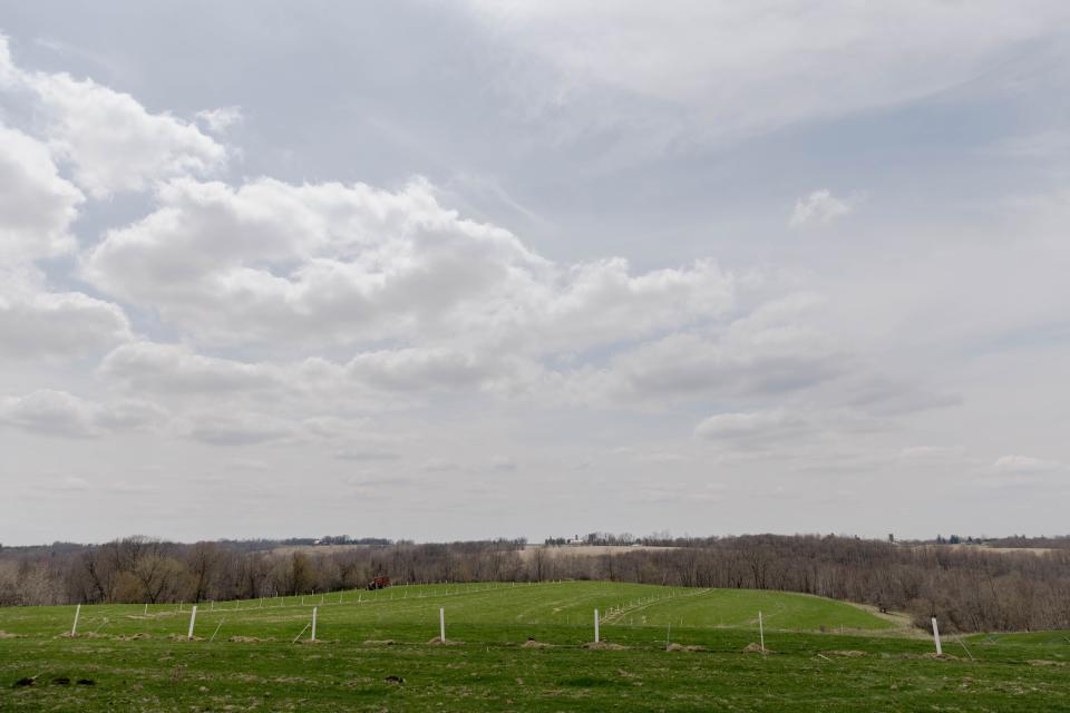 Gretebeck planted black walnut and honey locust trees on the contour strips on his farm. The leaves of both trees will one day diffuse light to provide shade.