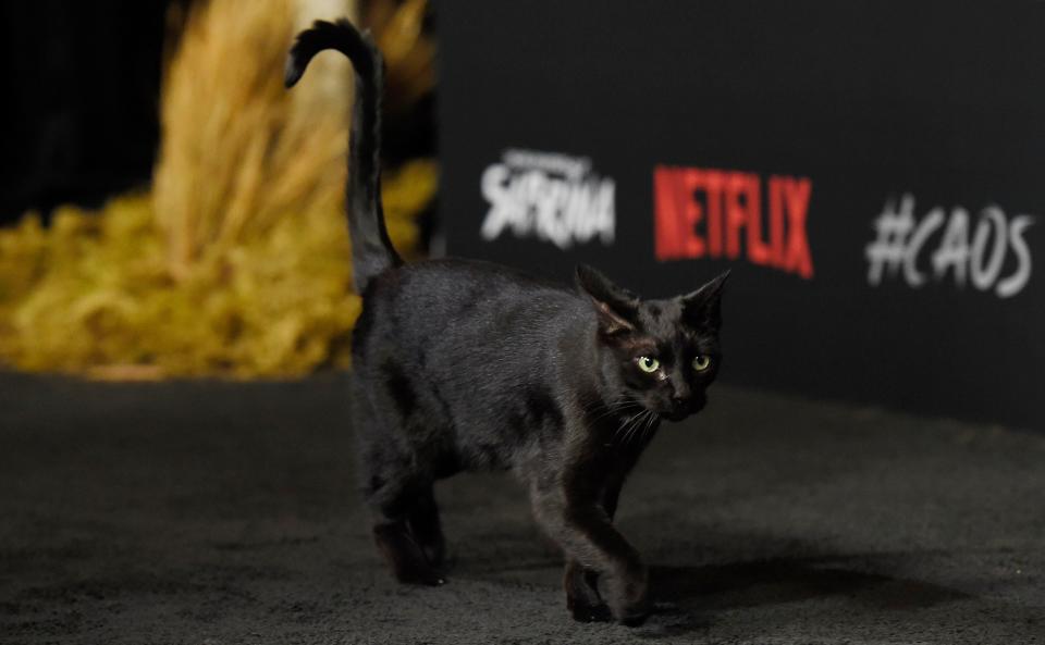 A black cat prowls the carpet at the premiere of the occult-themed Netflix series "Chilling Adventures of Sabrina,", in Los AngelesLA Premiere of "Chilling Adventures of Sabrina", Los Angeles, USA - 19 Oct 2018