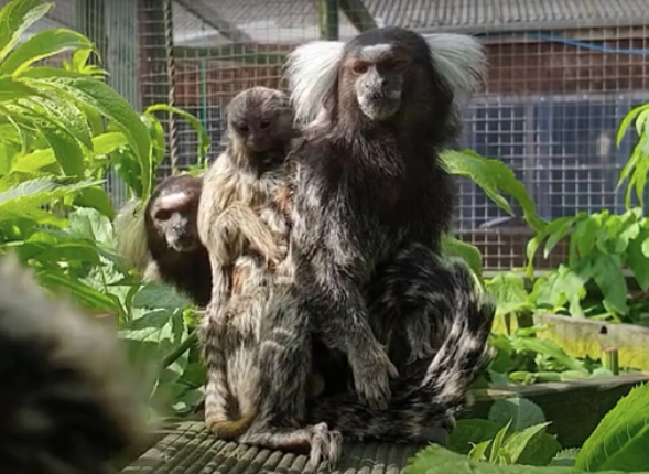 Borth Wild Animal Kingdom says it may have to euthanise animals because funds are running out: Youtube/Borth Wild Animal Kingdom