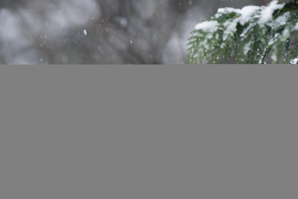 A cardinal bird on a snowy tree branch