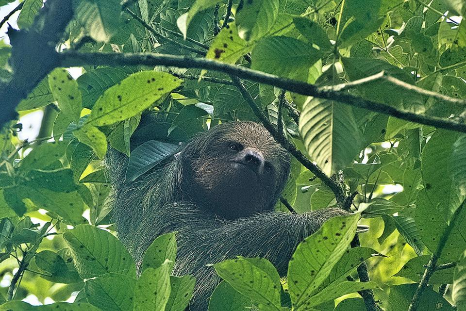 Brown three-toed sloth (Bradypus variegatus), Monteverde Cloud Forest Reserve, Costa Rica