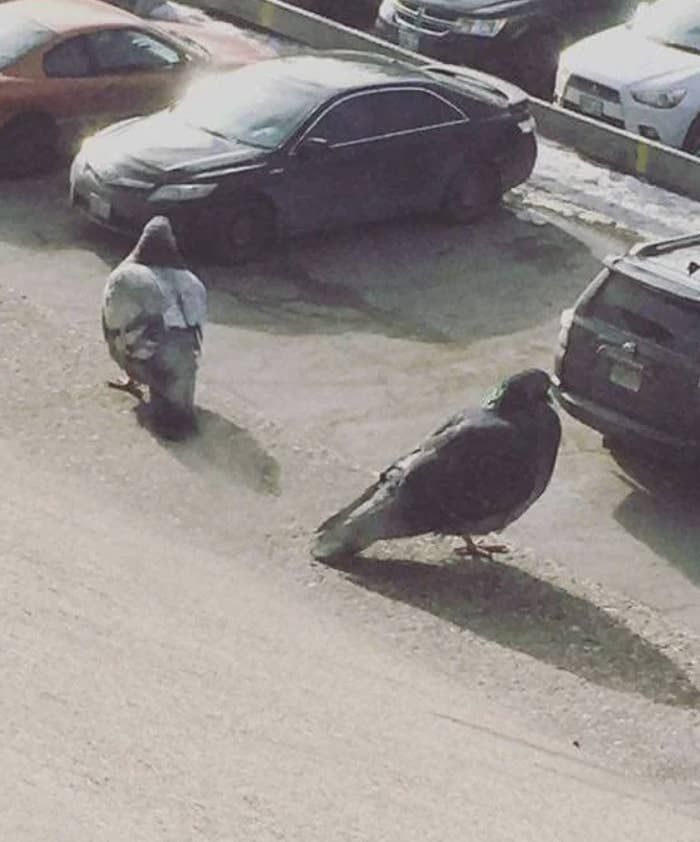 Two pigeons on pavement with cars in the background