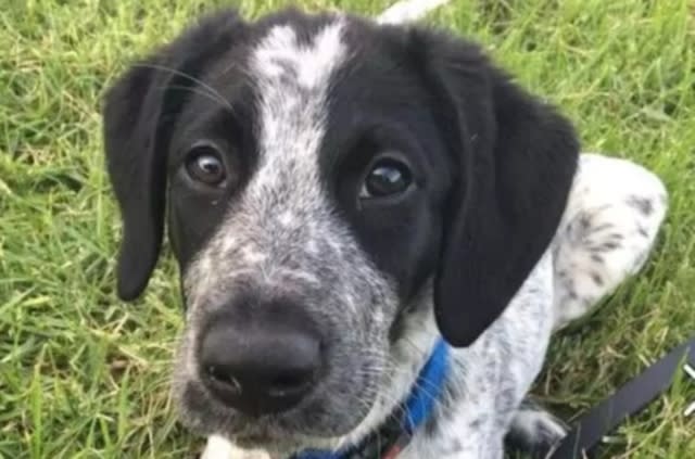 sniffer dog shot dead in New Zealand airport