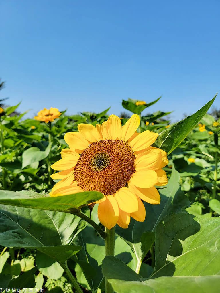 屏東｜新埤鄉綜合休閒公園