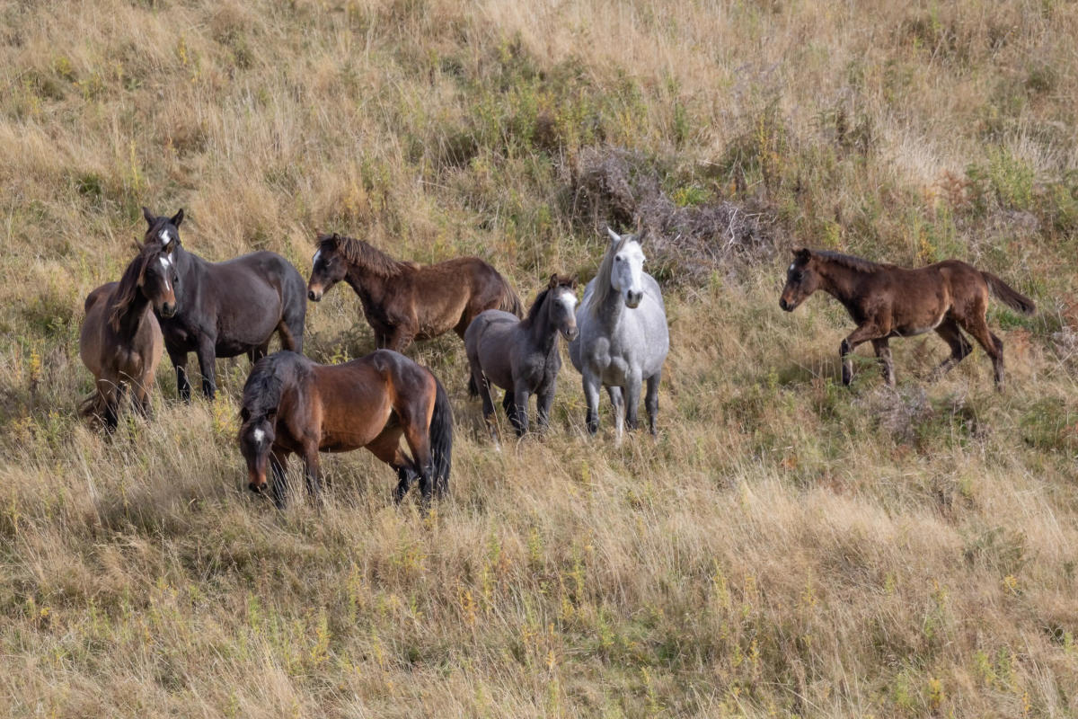 Australia aprobó disparar contra los caballos salvajes del<strong> </strong>parque nacional Kosciuszko. Foto: difusión   