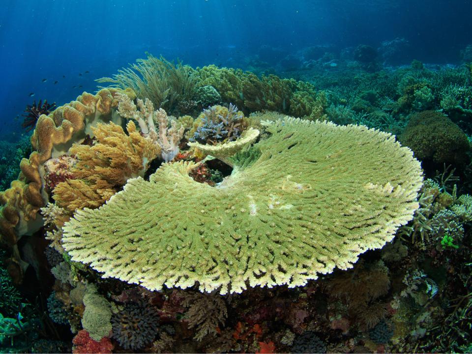Table Coral in Indonesia