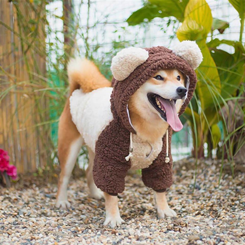 Dog wearing a Bear Dog Coat Jacket while standing outdoors