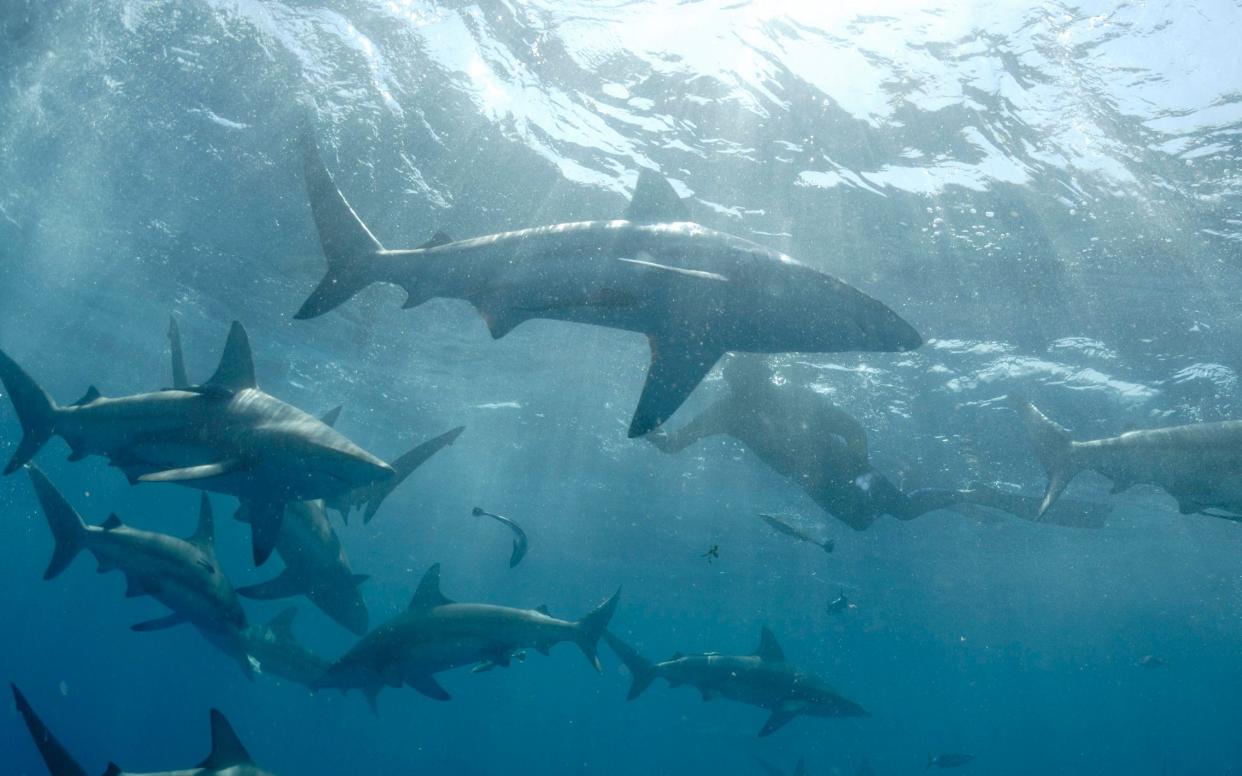 Tiger sharks - Barcroft Media 