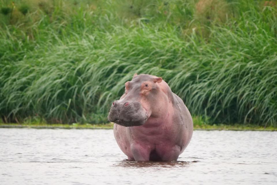 A hippopotamus stands in the water in Uganda, Africa.