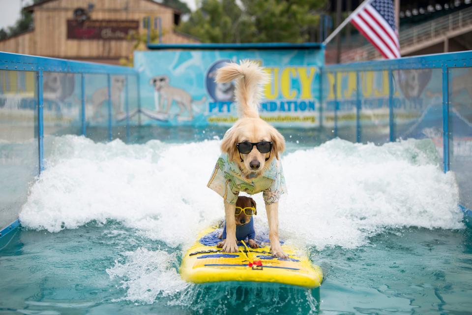 Coppertone sits underneath Jack as the dogs ride a wave at the 2018 Colorado State Fair in Pueblo. Amid concerns about the coronavirus pandemic, fair organizers are going ahead to plan a reimagined version of the venerable exposition for August.