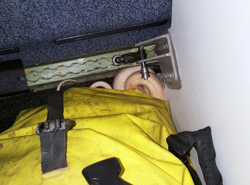 a snake lies beneath a duffel bag on a Ravn Alaska flight