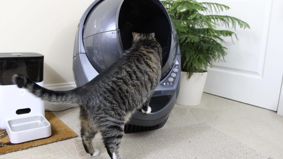 The Litter Robot is a worthwhile splurge if you’re sick and tired of scooping litter.