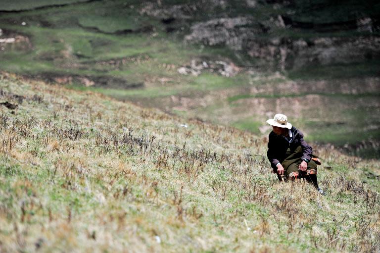 Image taken on June 1, 2013 shows a herdsman digging for parasitic fungus in Maqu County, Gannan in northwest China's Gansu province