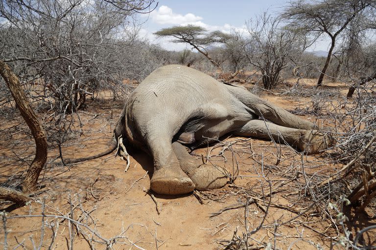 Un elefante muerto yace en el distrito de Loolkuniyani, Kenia, 16 de octubre. El servicio de vida silvestre lo sacrificó después de que el animal mató a una mujer cuando buscaba agua en medio de la sequía. Cientos de animales han muerto durante la peor sequía en décadas en el África oriental. (AP Foto/Brian Inganga)