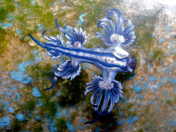 El Glaucus Atlanticus es azul para camuflarse en la superficie del agua. Foto: S.Rohrlach/Getty Images